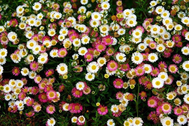 Marguerites - photo