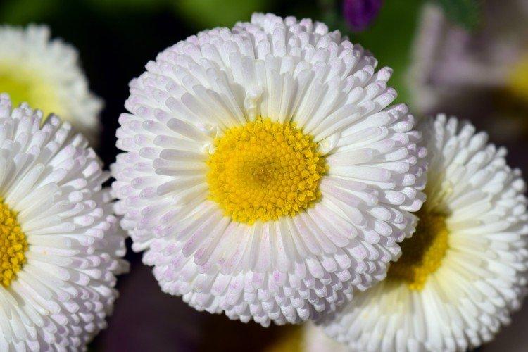 Marguerites - photo