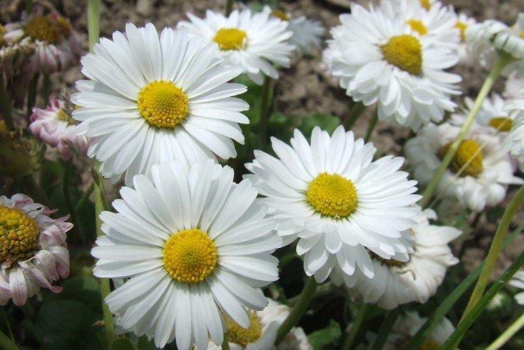 Marguerites - photo