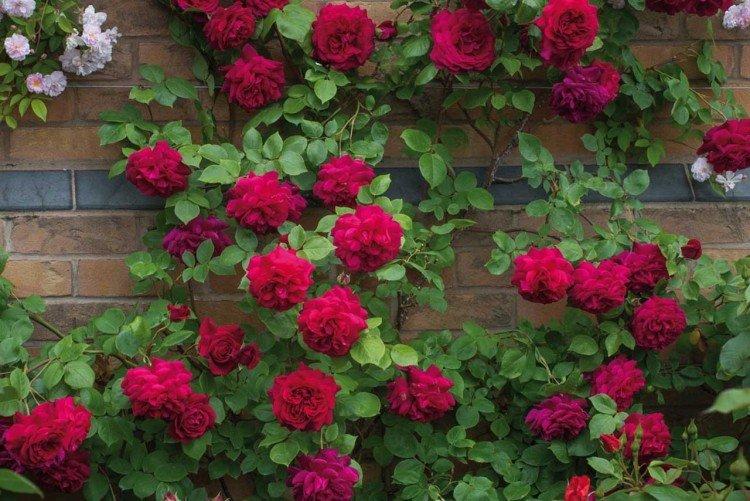 Jarretière et supports