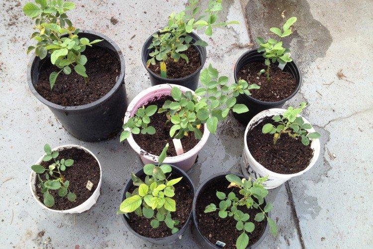 Plantation et sélection