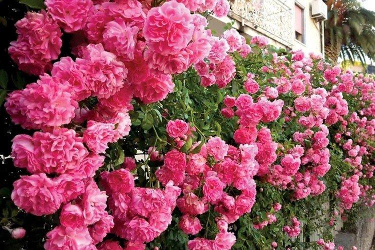 Rosiers grimpants - photo