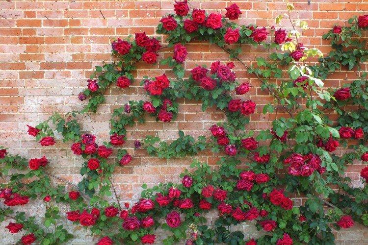 Rosiers grimpants - photo