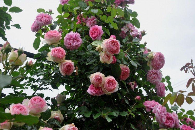 Rosiers grimpants - photo