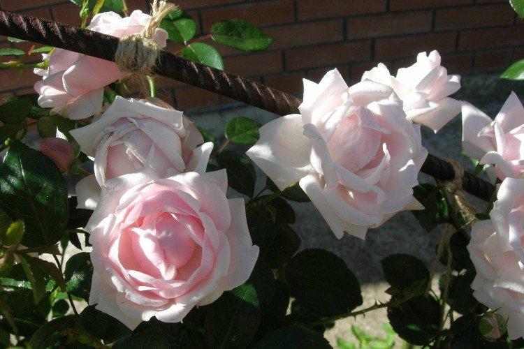 Rosiers grimpants - photo