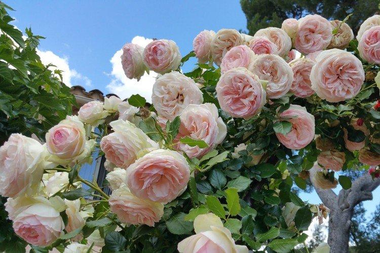 Rosiers grimpants - photo