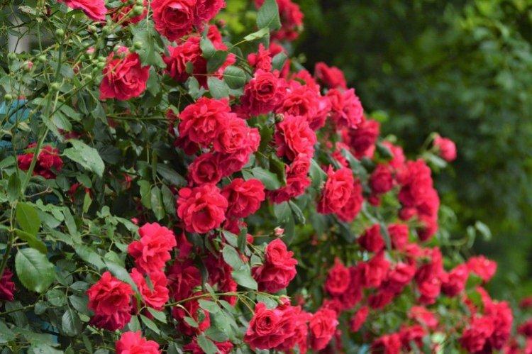 Rosiers grimpants - photo