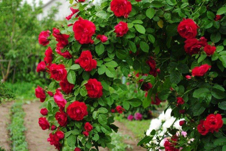 Rosiers grimpants - photo