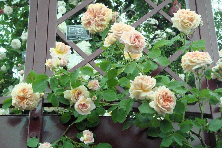 Rosiers grimpants - photo