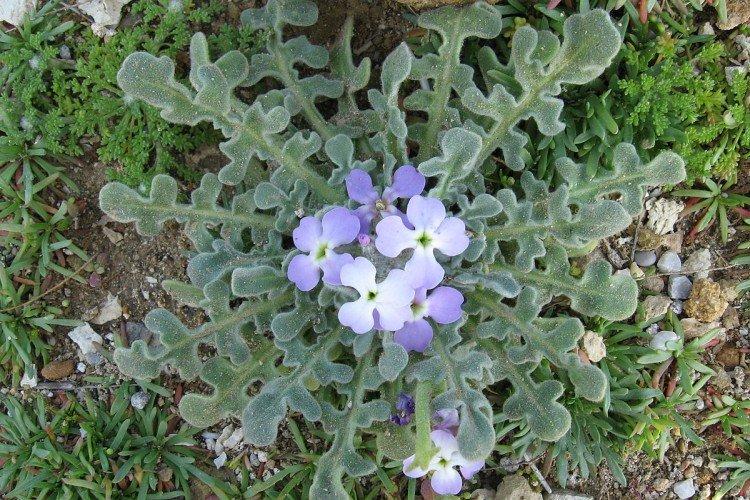 Ravageurs et maladies de Levkoy