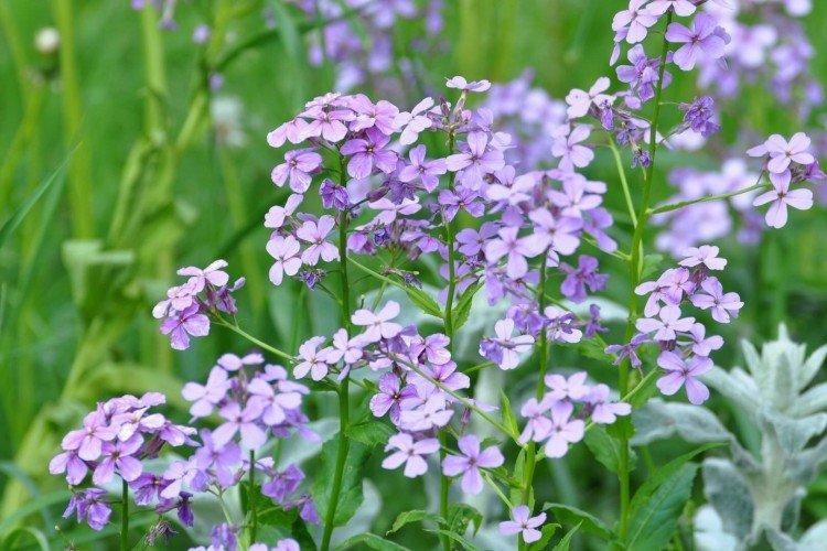 Levkoy à deux cornes