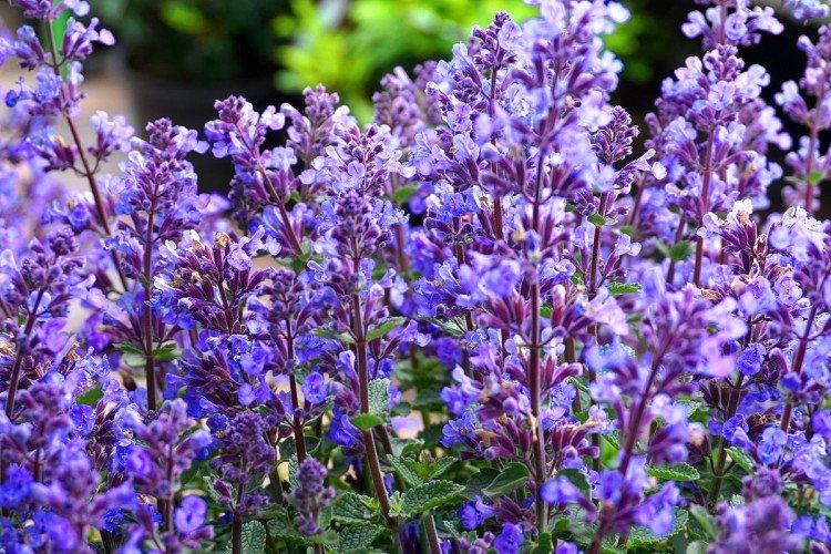 informations générales