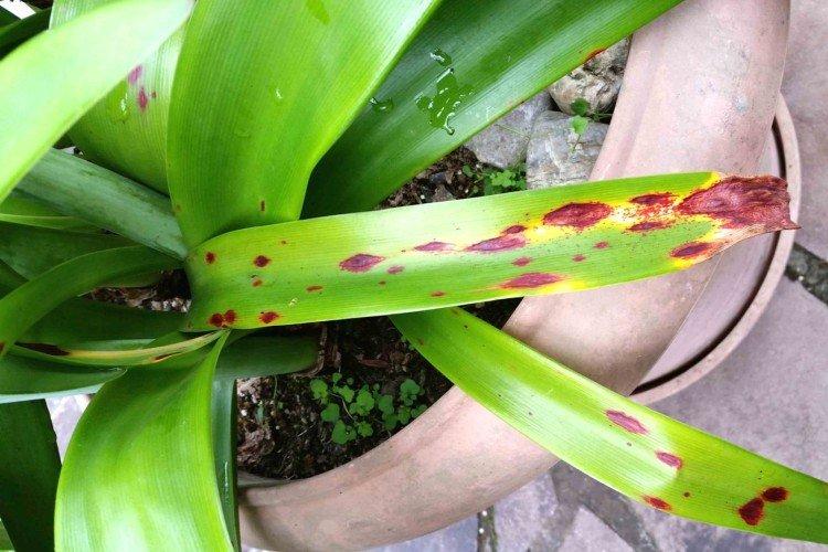 Ravageurs et maladies de l'amaryllis