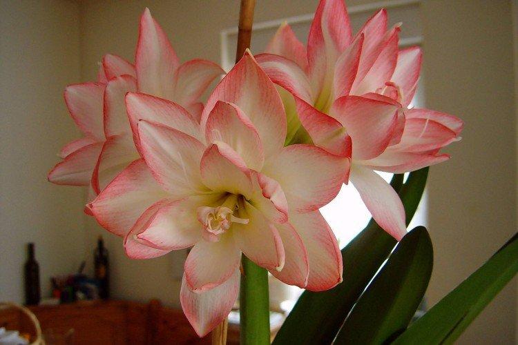 Amaryllis - photo