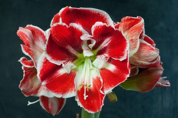 Amaryllis - photo