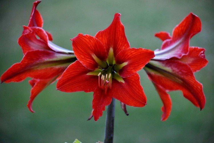 Amaryllis - photo