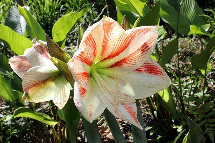 Amaryllis - photo