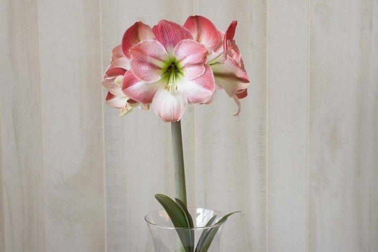 Amaryllis grandiose