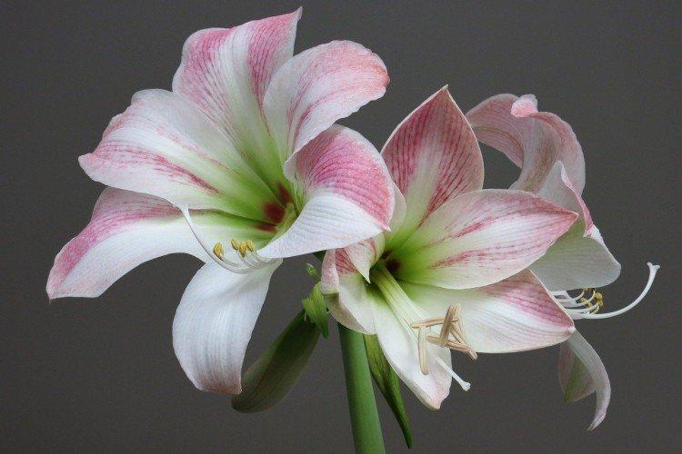 Amaryllis - photo