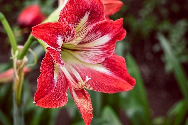 Amaryllis - photo