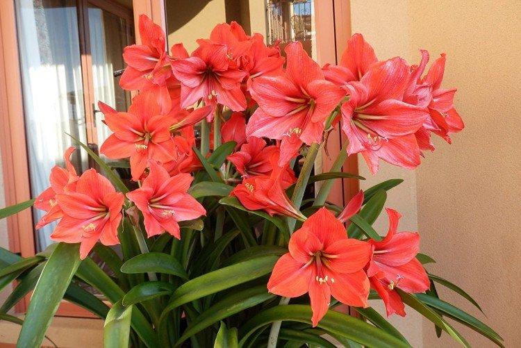 Amaryllis - photo