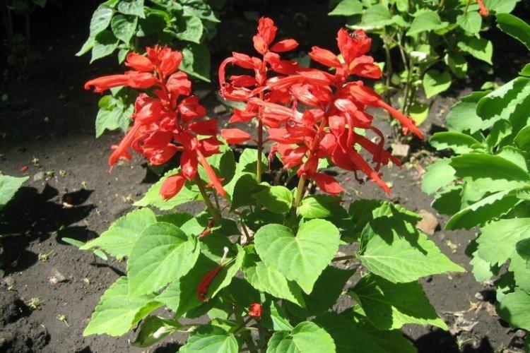 Lutte contre les parasites et les maladies