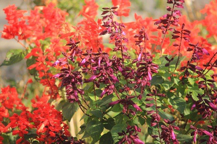 Salvia - photo