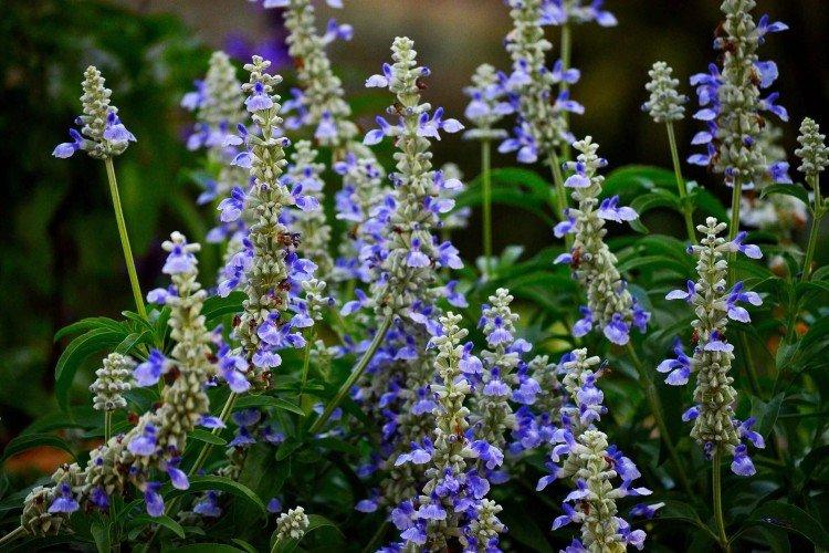 Salvia - photo