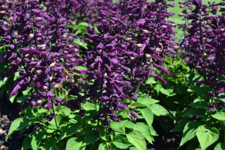 Salvia - photo