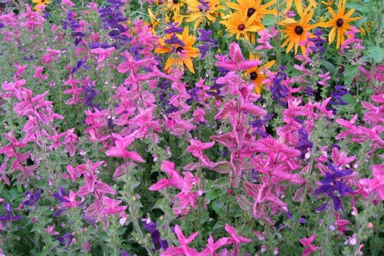 Salvia - photo