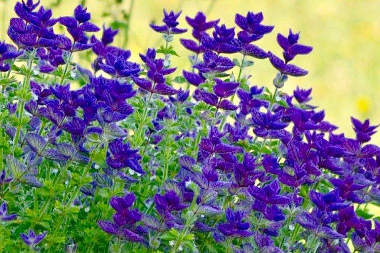 Salvia - photo