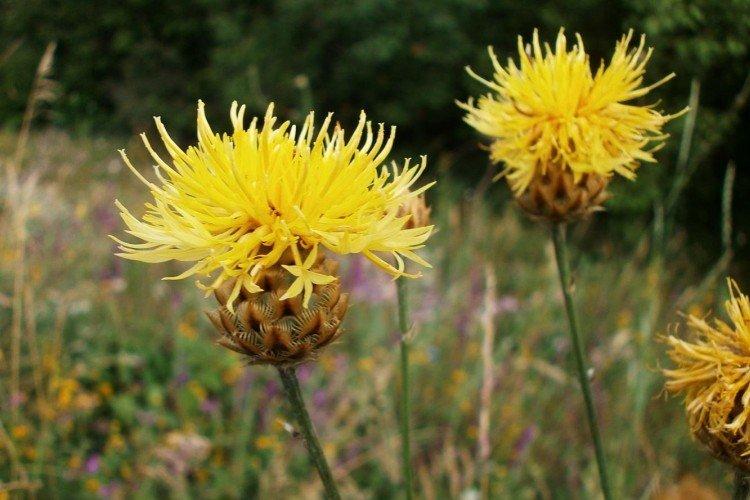 Bleuet à grosse tête