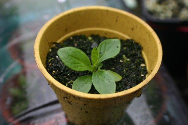 Plantation et sélection