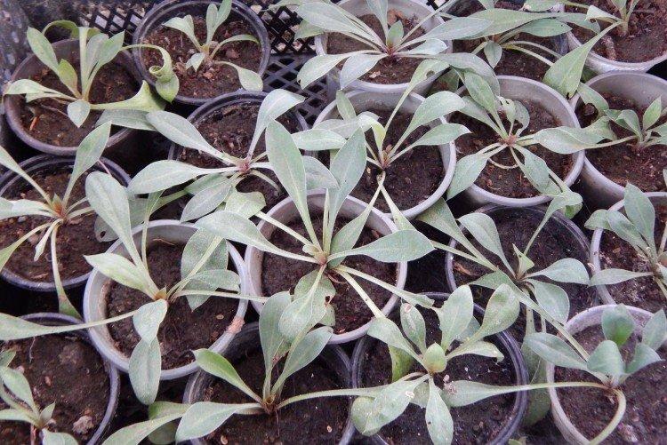 Plantation et sélection