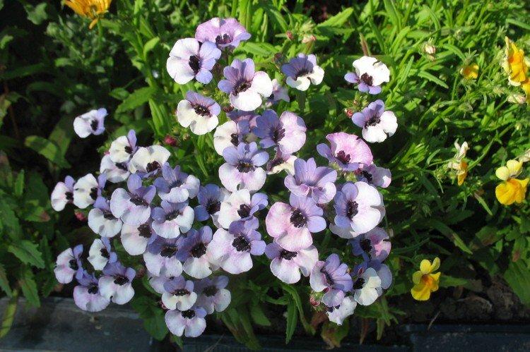 Engrais et alimentation