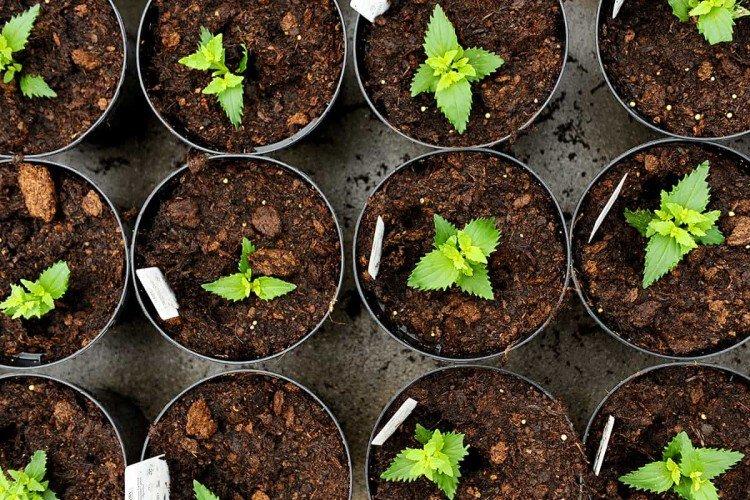 Plantation et sélection