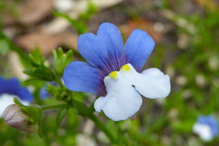 Némésie multicolore