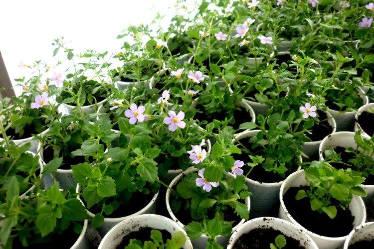 Plantation et sélection