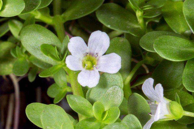 Bacopa - photo