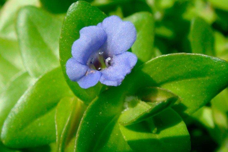 Bacopa - photo
