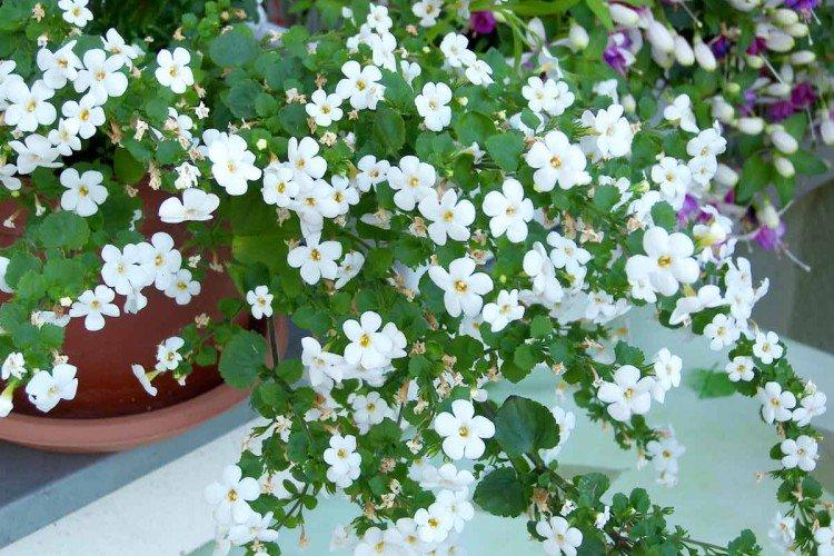 Ampel Bacopa