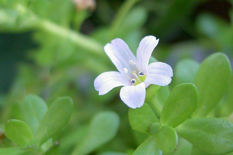 Bacopa - photo