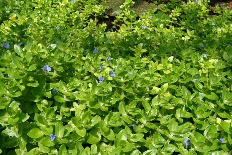 Bacopa - photo