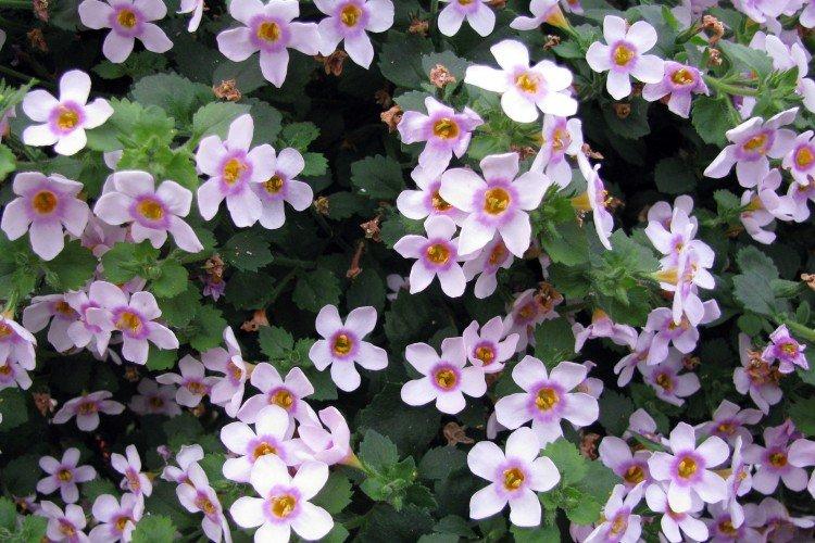 Bacopa - photo