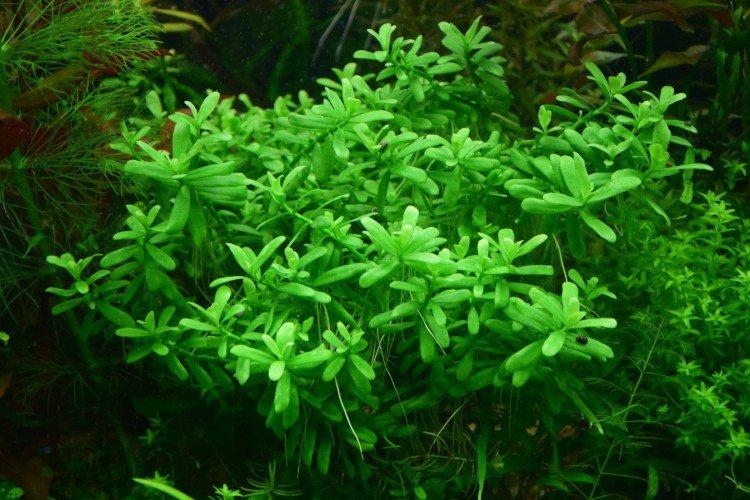 Bacopa Zaltsmana