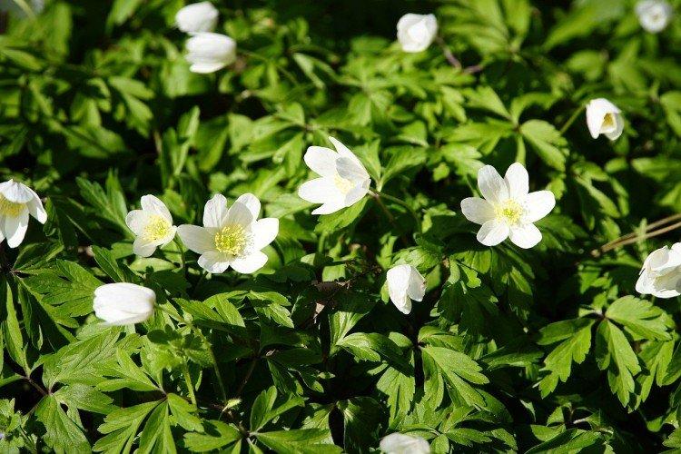 Lutte contre les parasites et les maladies