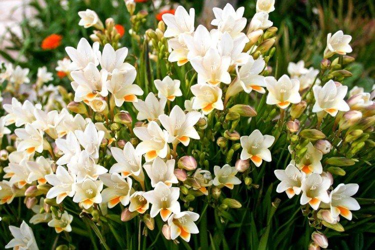 Freesia (50 photos): types, soins et plantation en plein champ
