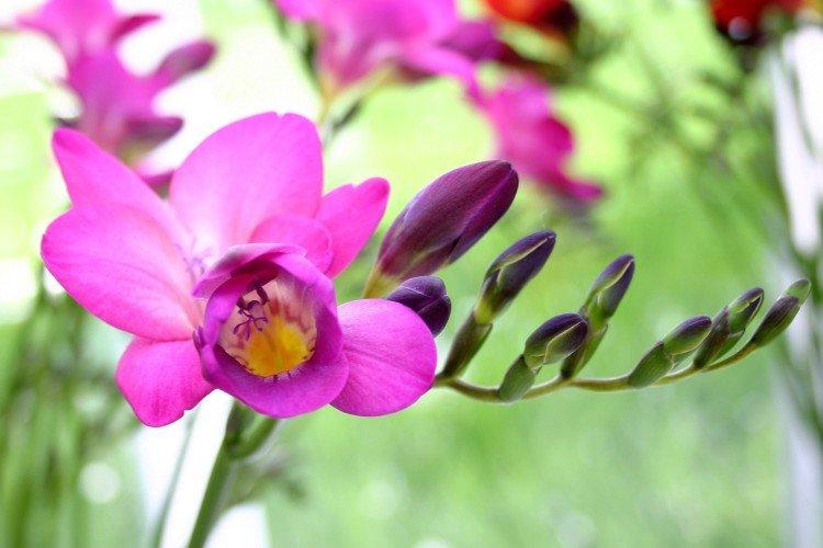 Freesia - photo