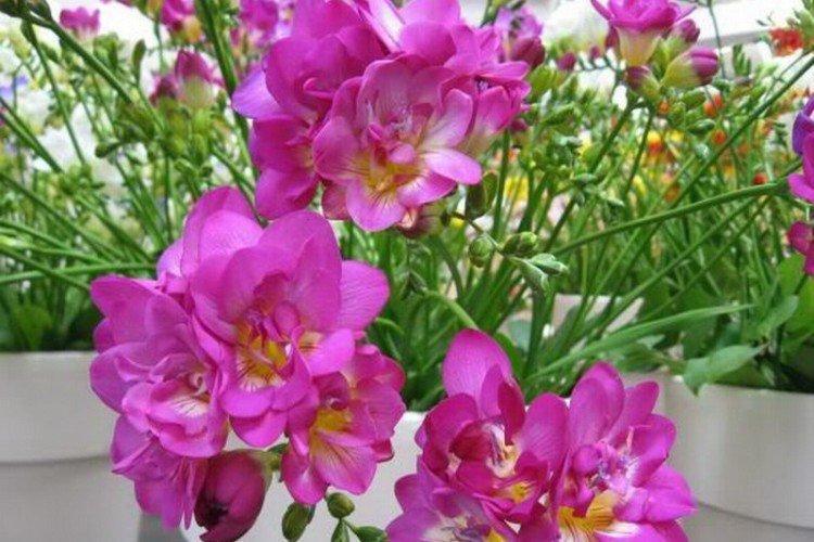 Freesia - photo