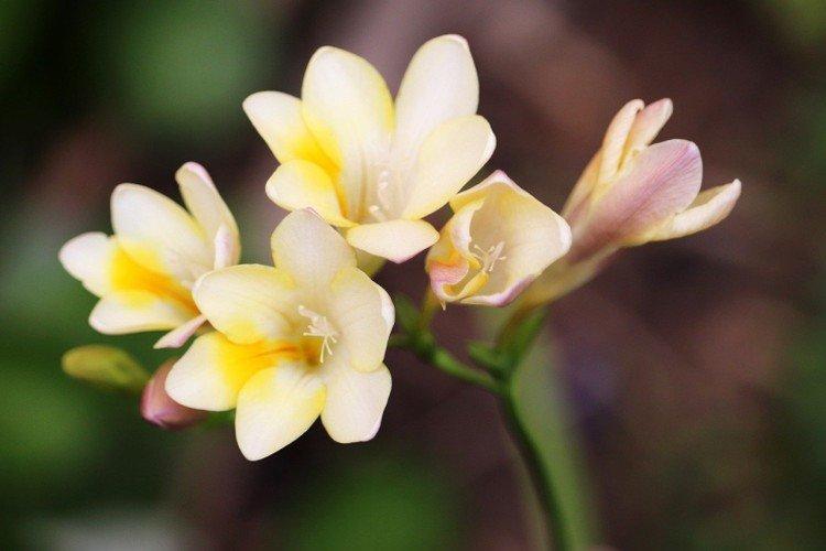 Freesia - photo